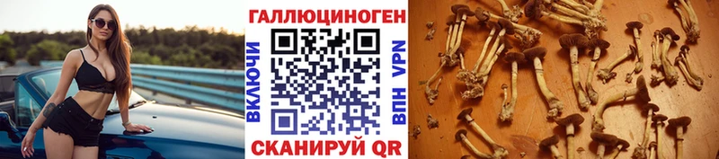 Псилоцибиновые грибы Psilocybine cubensis Гудермес
